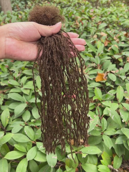 medium brown 0.1cm sisterloc extensions human hair video